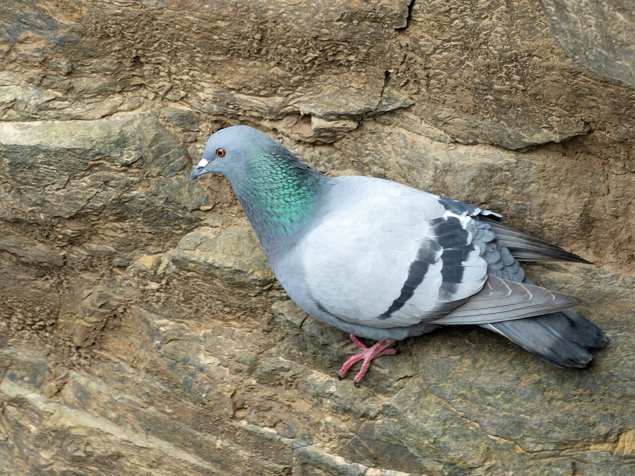 What Bird Has Killed the Most Humans and Why It Matters