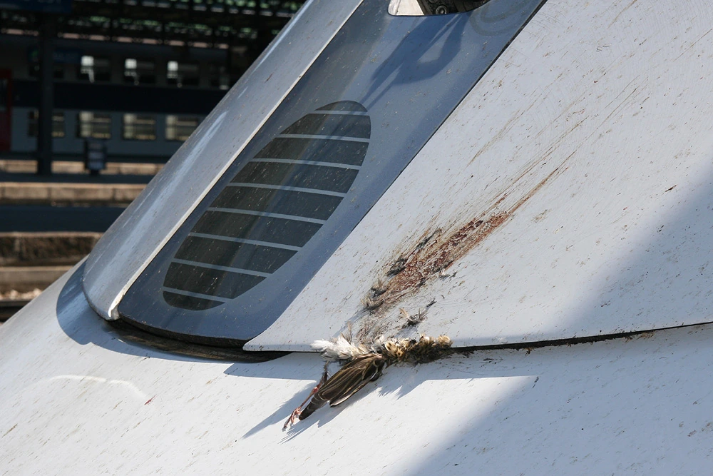 Is a Bird Strike an Extraordinary Circumstance? Guide